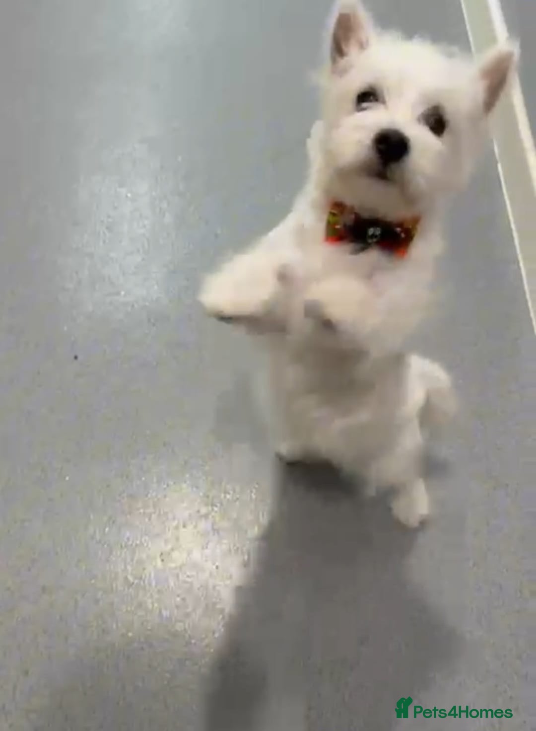 West Highland Terrier dogs for sale: Top quality import champion bred westie - Image 4