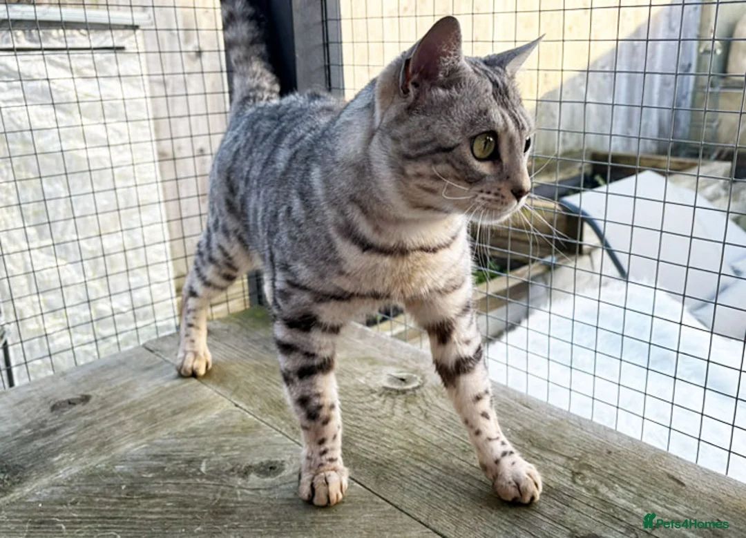Bengal cats for sale: Outstanding ACTIVE Silver rosetted Bengal boy  - Advert 2