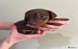 Miniature Dachshund dogs for sale: Beautiful miniature dachshund puppies - Image 5