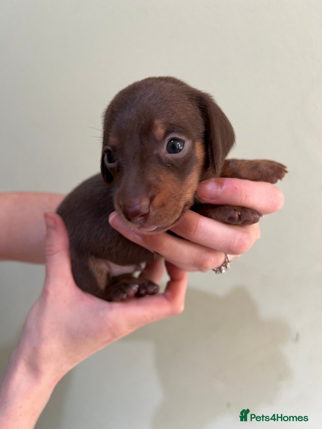 Miniature Dachshund dogs for sale: Beautiful miniature dachshund puppies - Image 5