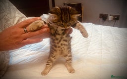 Persian cats for sale: Unique Persian cross kittens .  - Image 18