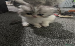 Persian cats for sale: Persian chinchilla kitten  - Image 14