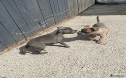 Staffordshire Bull Terrier dogs for sale: Staffordshire Bull Terrier Pups KC REGISTERED  - Image 9