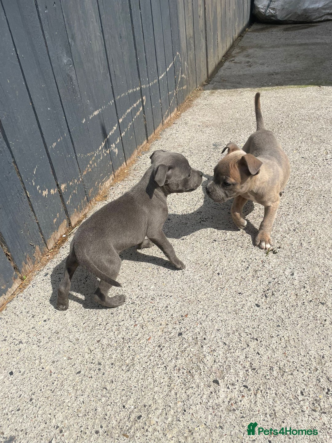 Staffordshire Bull Terrier dogs for sale: Staffordshire Bull Terrier Pups KC REGISTERED  - Image 9
