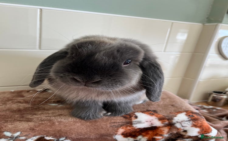 Mini Lop rabbits - Advert 9