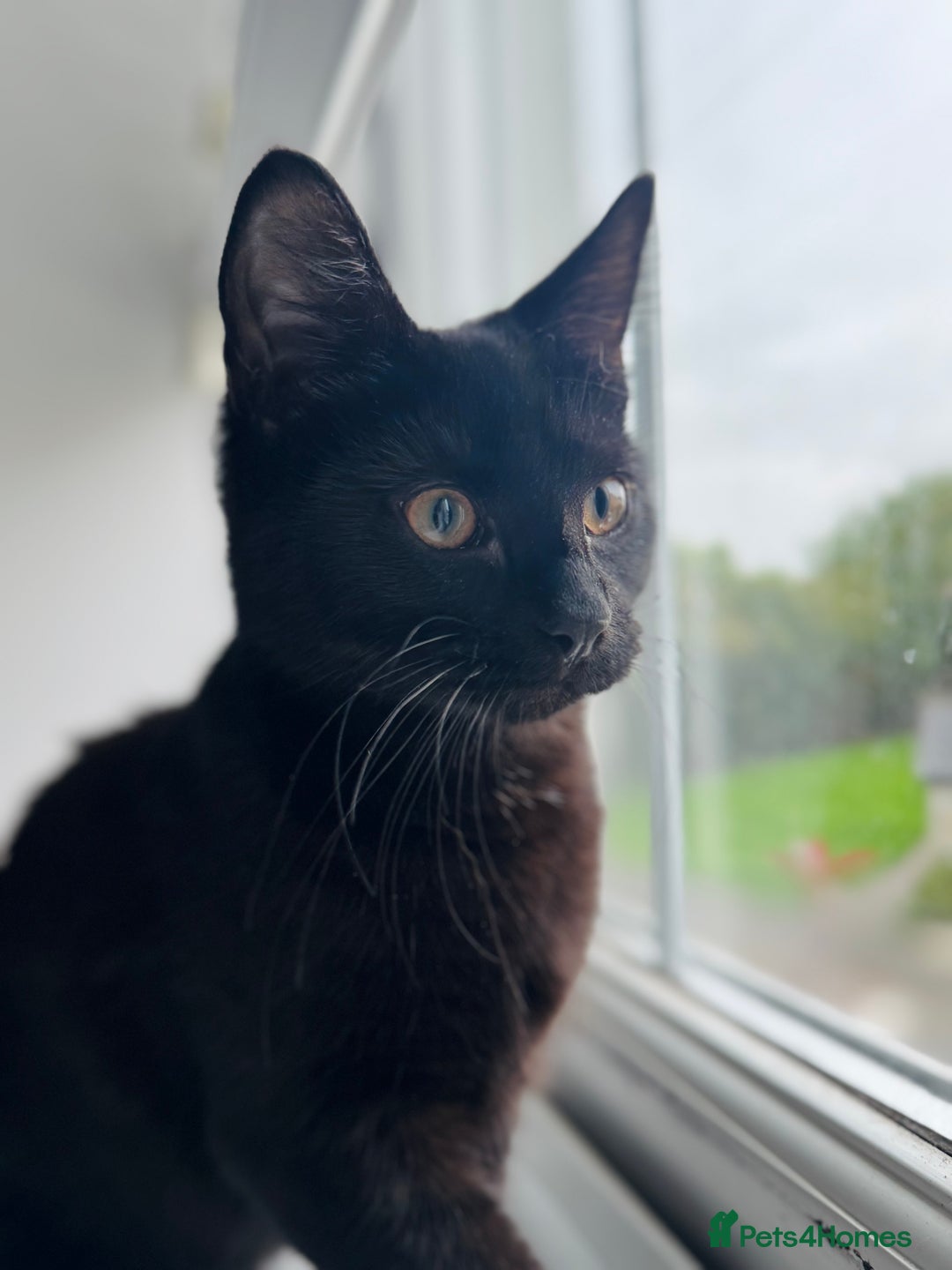 Bombay cats for sale: Millie 😻 Bombay Kitten - Image 2