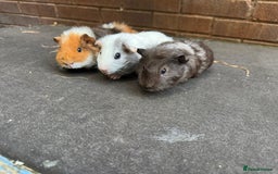 Guinea Pig rodents for sale: Beautiful Baby Female Guinea Pigs  - Image 1