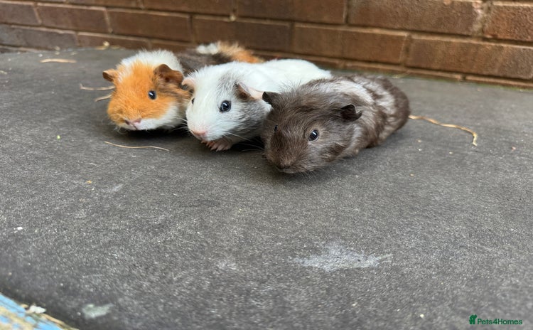 Guinea Pig rodents - Advert 9