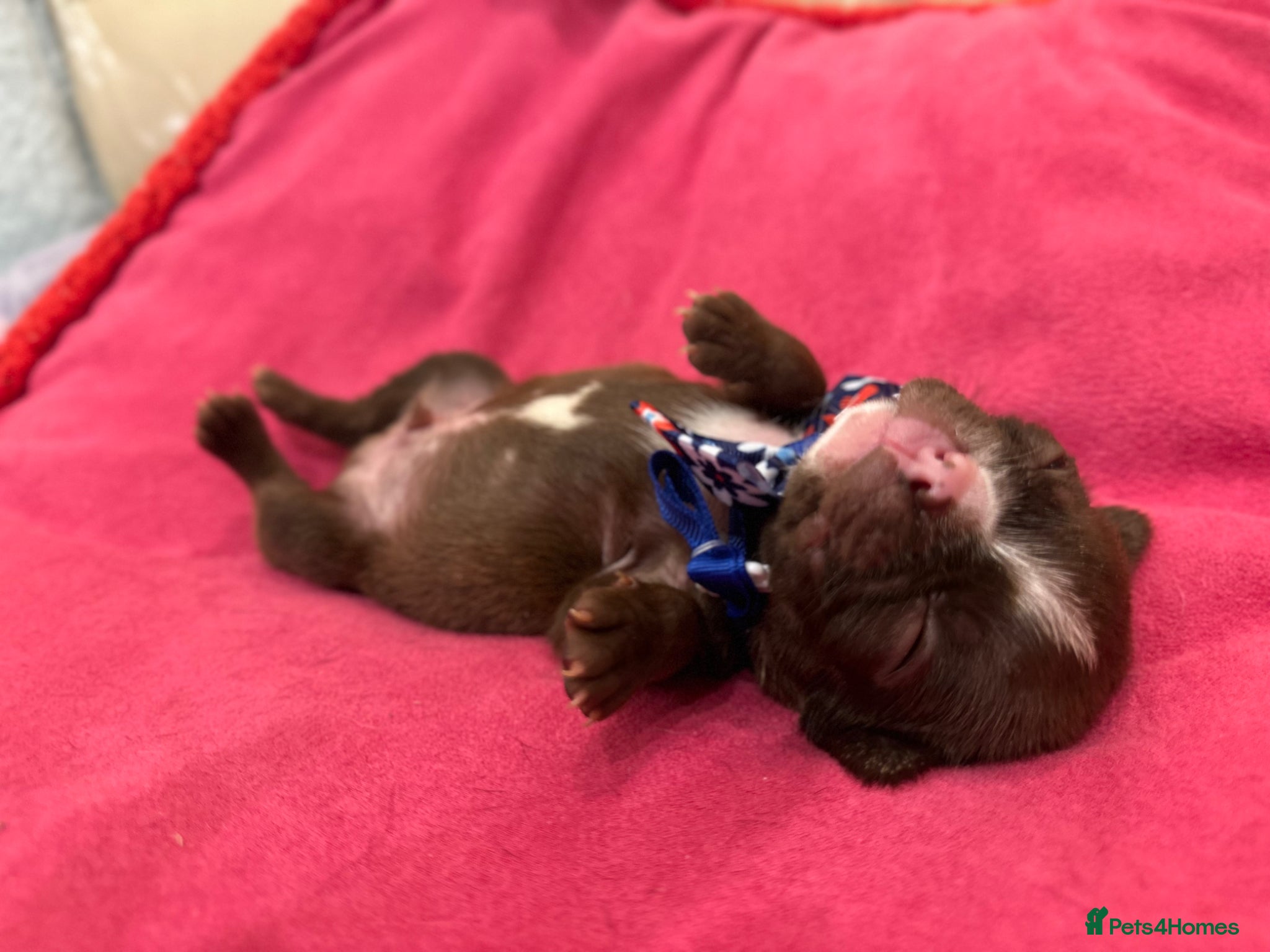 Boston Terrier dogs Boston Terrier pups  - Advert 1