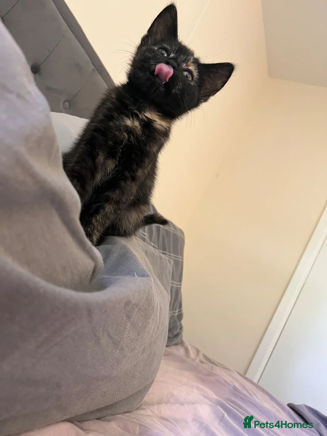 Mixed Breed cats for sale: Cute 15 week old female kitten  in Truro - Advert 4