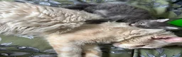 Maine Coon cats for sale: Gorgeous kittens ready soon - Advert 9