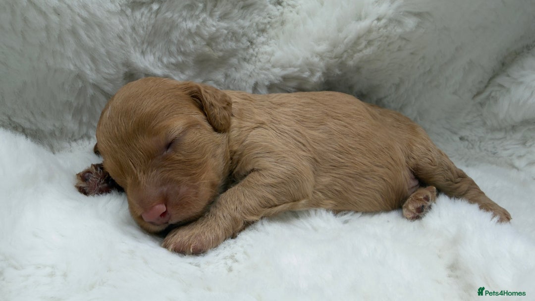 Cockapoo dogs for sale: Gorgeous F2 Cockapoo Puppies  - Advert 15