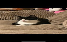 Mixed Breed cats for sale: Beautiful cross breed kittens  - Image 4