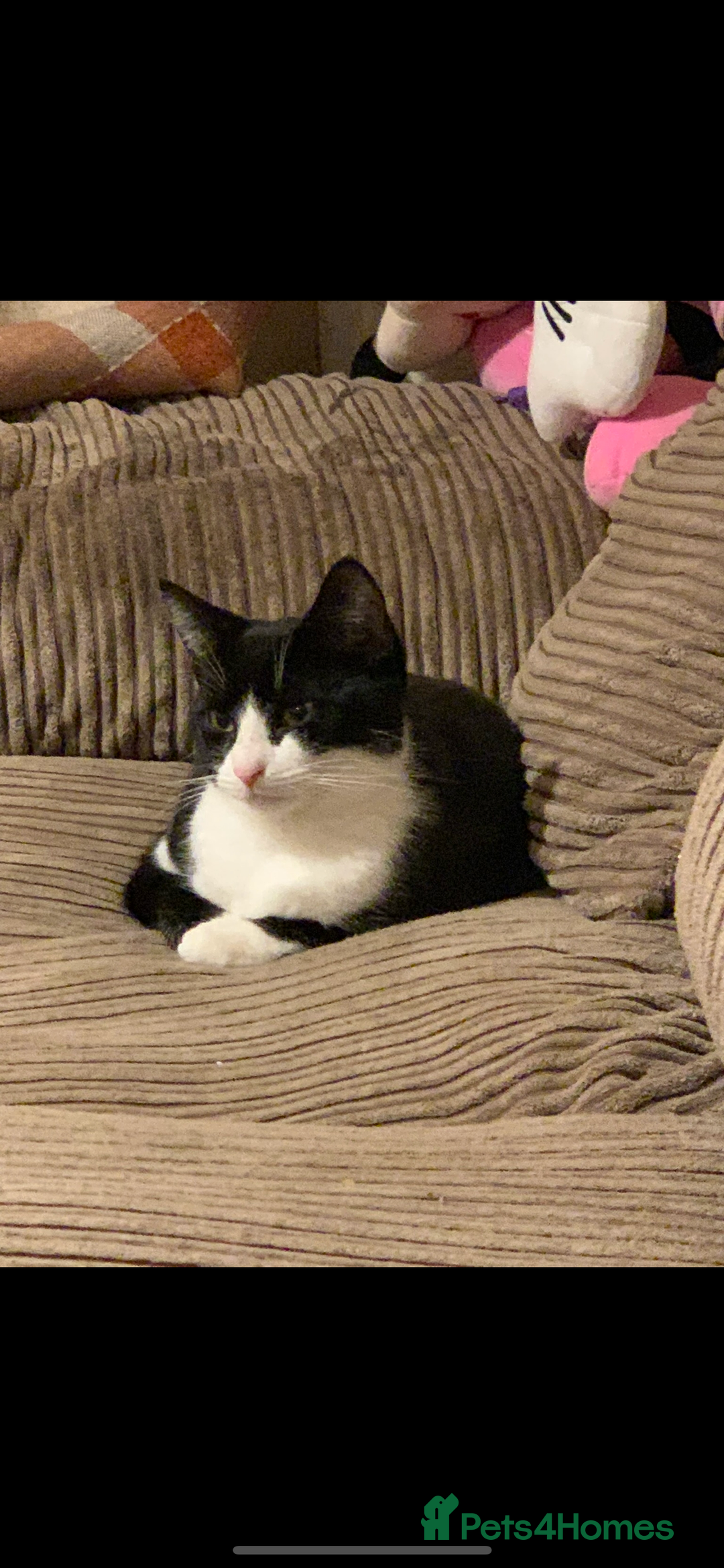 Mixed Breed cats for sale: Beautiful cross breed kittens  - Image 4