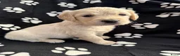 Golden Retriever dogs for sale: Kennel Club Health Tested Golden Retriever Puppies - Advert 33