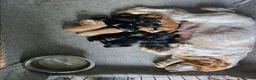 Cocker Spaniel dogs for sale: Cocker spaniel puppies 🐶  in Sheerness - Advert 9