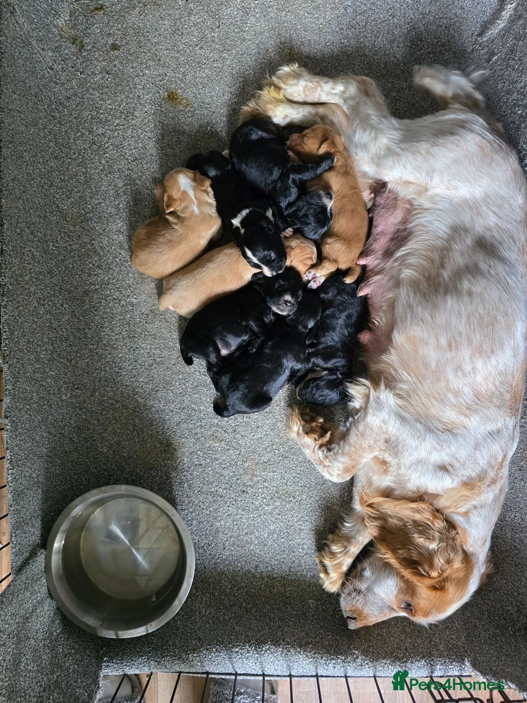 Cocker Spaniel dogs for sale: Cocker spaniel puppies 🐶  in Sheerness - Advert 9