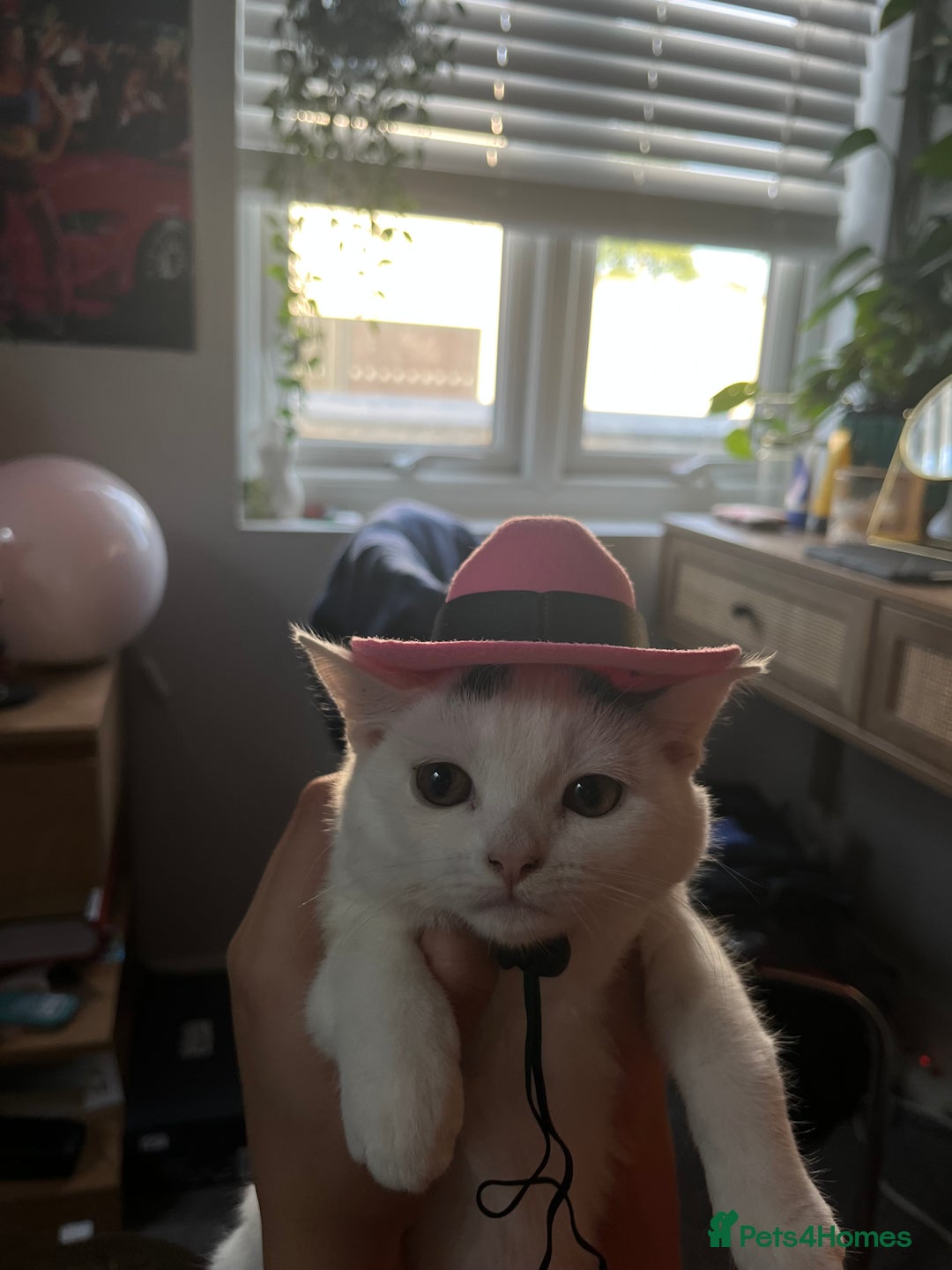 Mixed Breed cats for sale: Isha and Freya - Image 24
