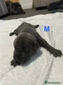 Cane Corso Puppy 3