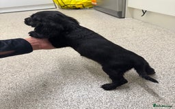 Cocker Spaniel dogs for sale: Show type cocker spaniel puppies  - Image 10