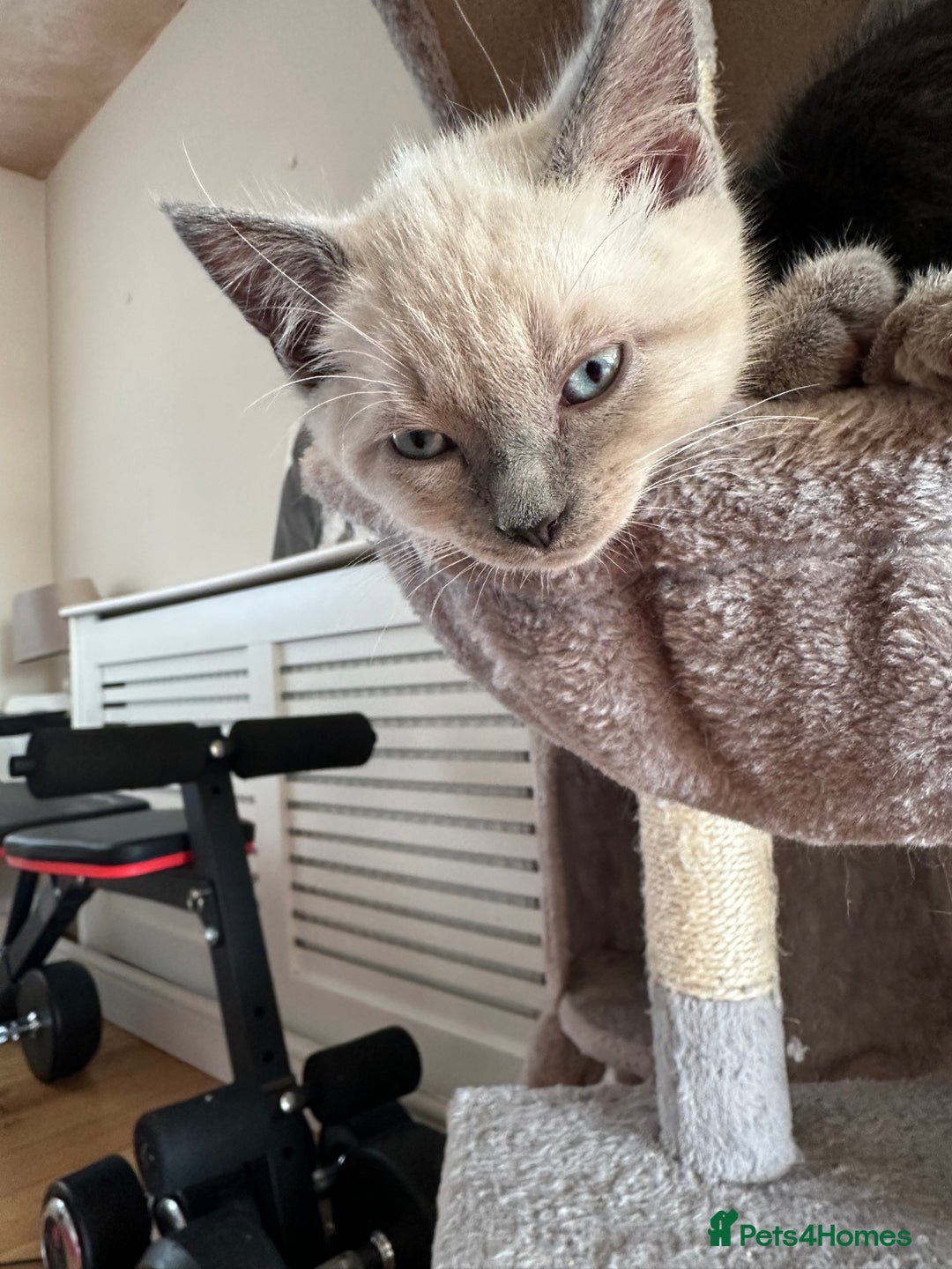 Ragdoll cats for sale: Ragdoll mix - Advert 18