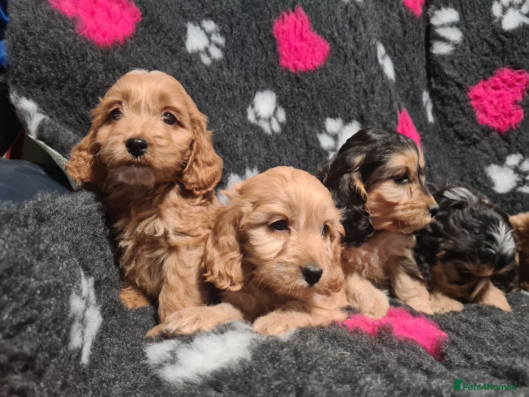 Cockapoo dogs for sale: Amazing F1 Mini Cockapoos  - Advert 12