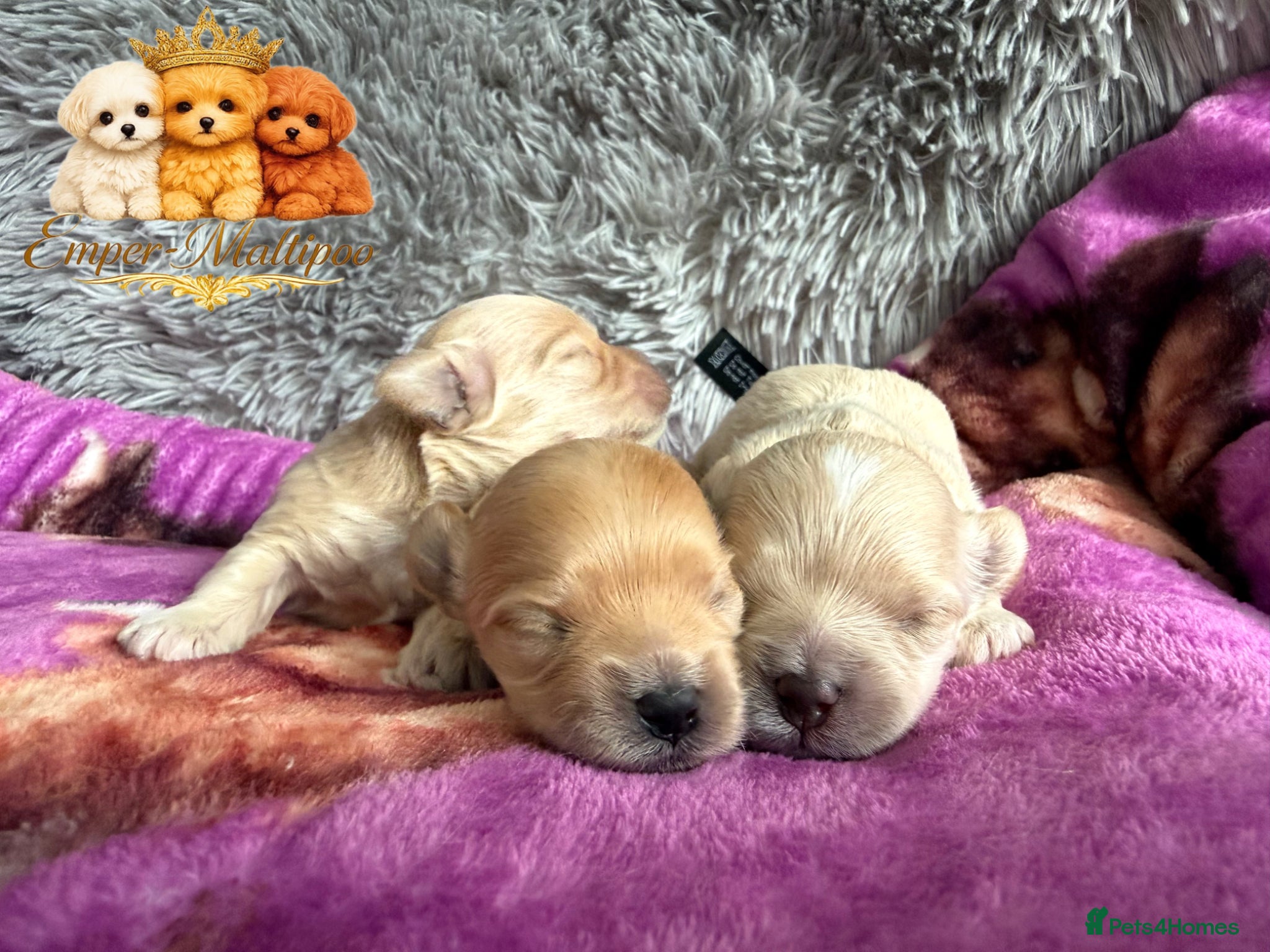 Maltipoo dogs Tiny Teddy Maltipoo- from Asian teddy dad! - Advert 2