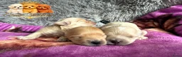 Maltipoo dogs for sale: Tiny Teddy Maltipoo- from Asian teddy dad! - Advert 2