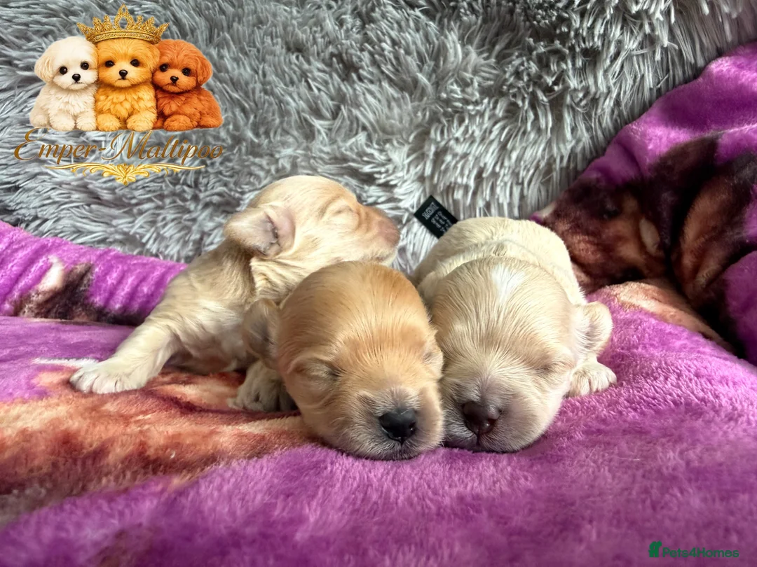 Maltipoo dogs for sale: Tiny Teddy Maltipoo- from Asian teddy dad! - Advert 2