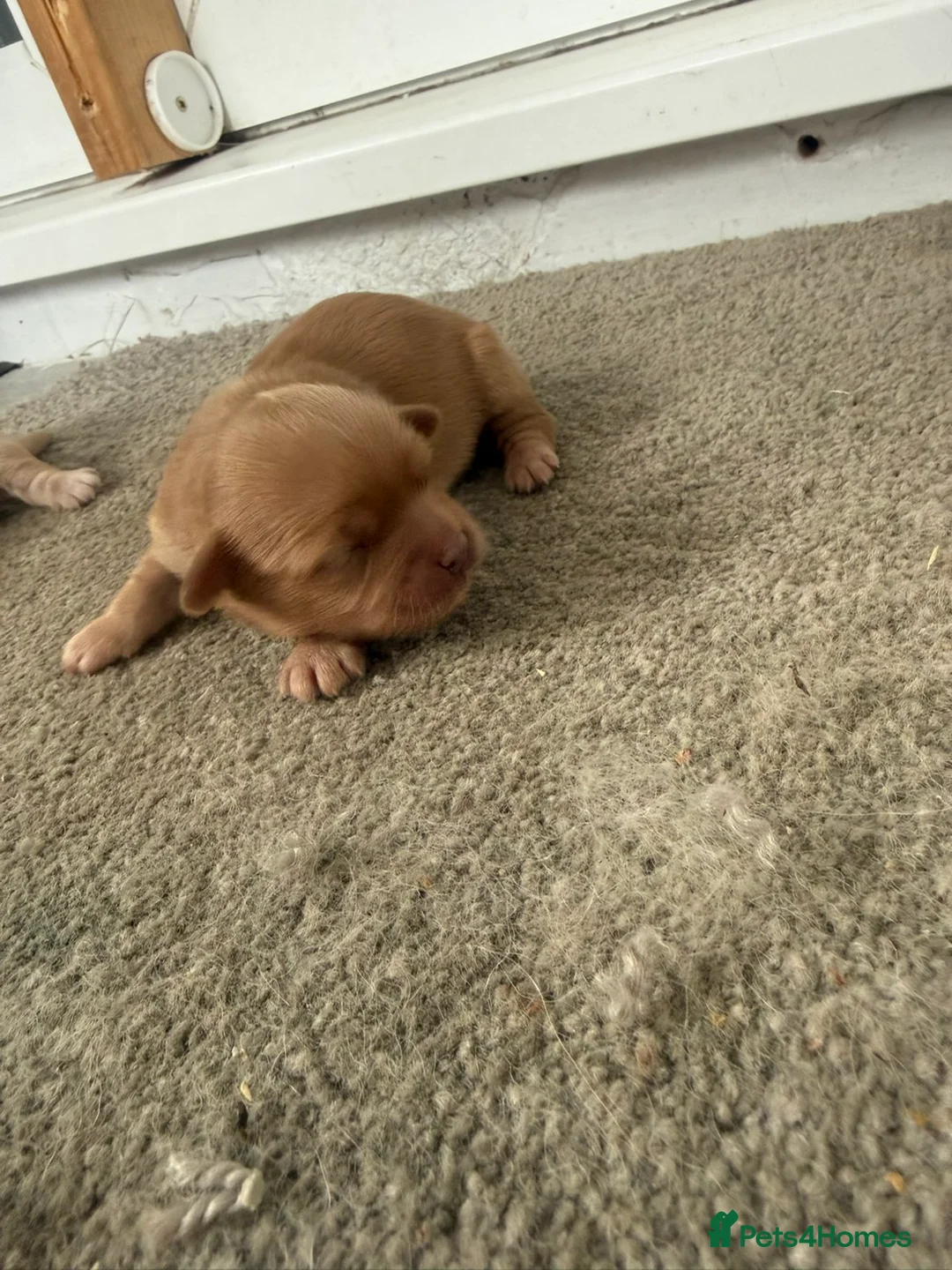 Shihpoo dogs for sale: Shihpoo in Barnsley - Advert 2