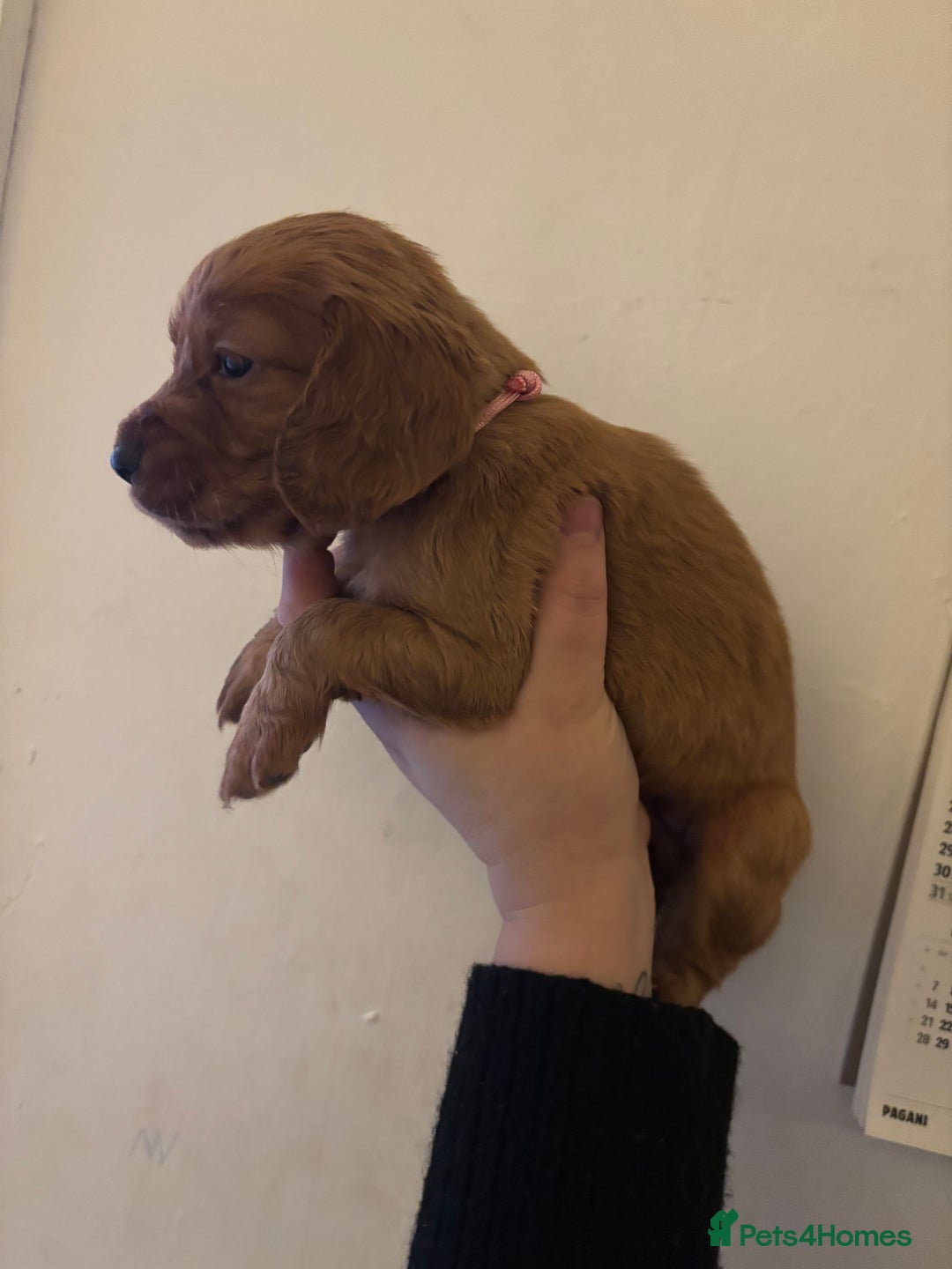 Cocker Spaniel dogs for sale: 🐶Beautiful Cocker spaniel puppies 🐶  - Advert 38