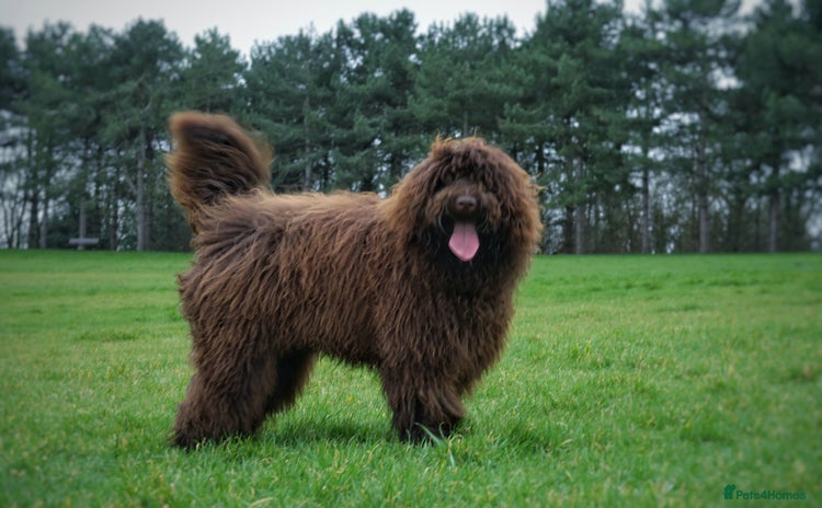 Labradoodle dogs for stud in Milton Keynes - Advert 6