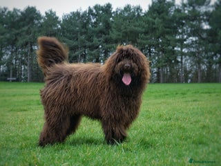 Labradoodle dogs in Milton Keynes - Advert 5