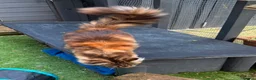 Maine Coon cats for sale: Garth - Advert 4