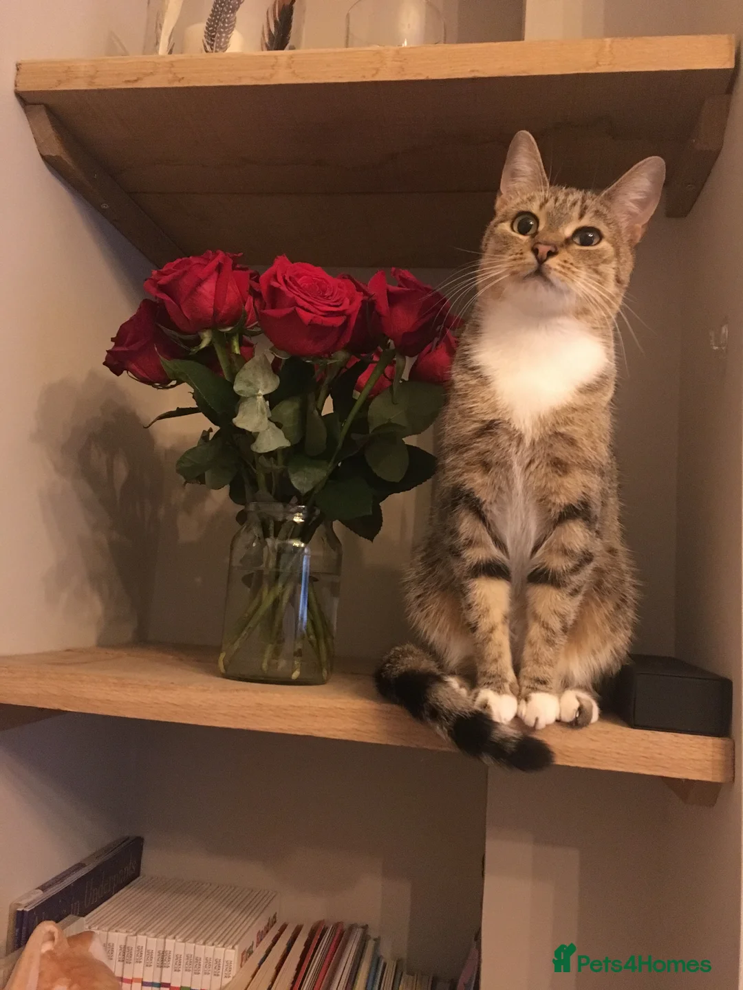 Mixed Breed cats for sale: Beautiful Kittens ready now  - Advert 1