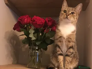 Mixed Breed cats Beautiful Kittens ready now - Advert 11