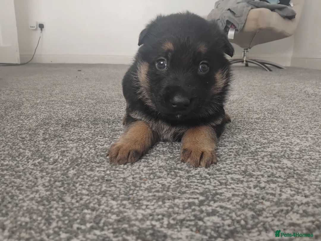 German Shepherd dogs for sale: German shepherd Puppies - Advert 8