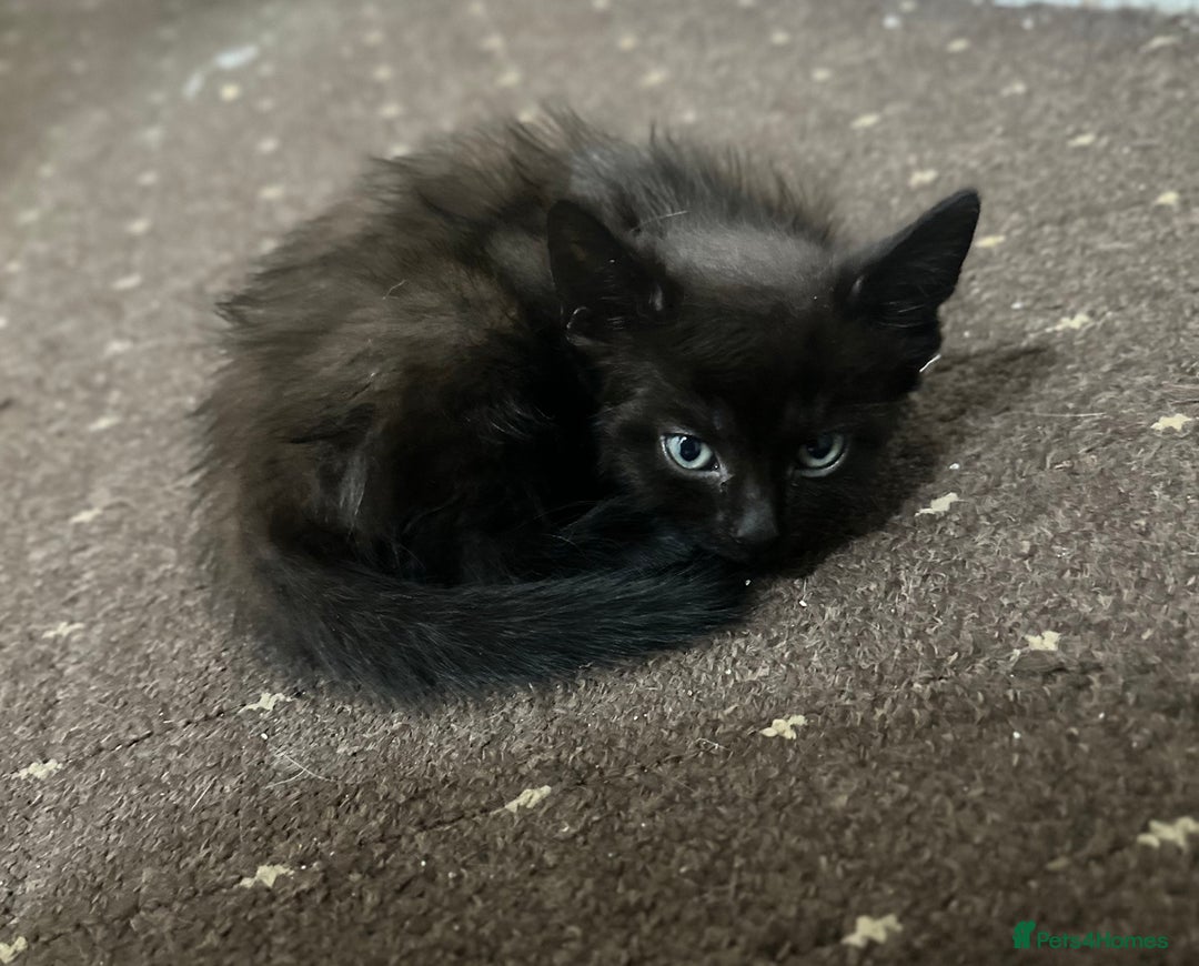Mixed Breed cats for sale: Beautiful kittens for sale  - Advert 2