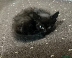 Mixed Breed cats Beautiful kittens for sale - Advert 4