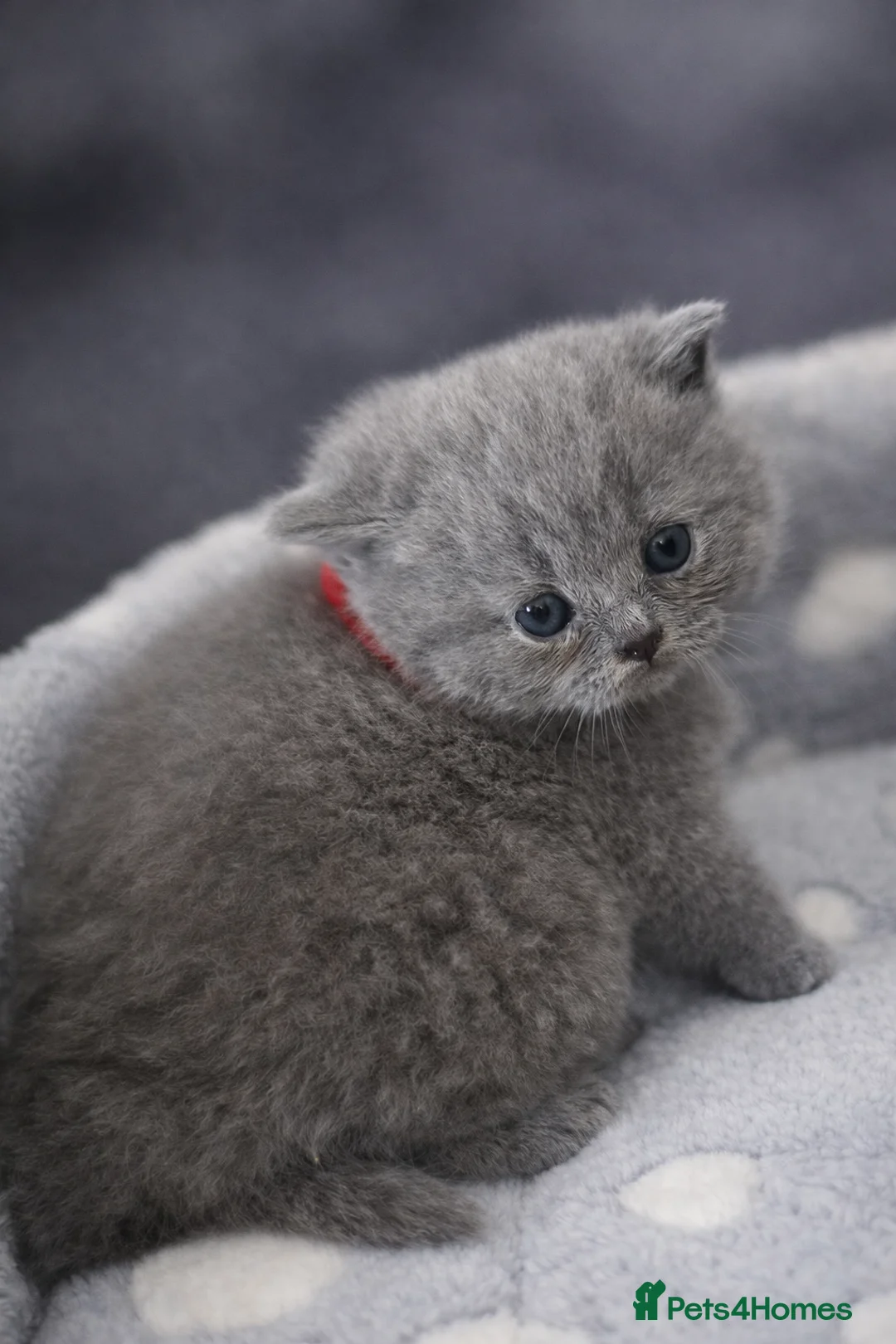 British Shorthair cats for sale: Two blue girls available - Advert 2