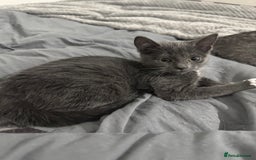 Domestic Shorthair cats for sale: beautiful kittens ready to leave now FEMALE in Luton - Image 12