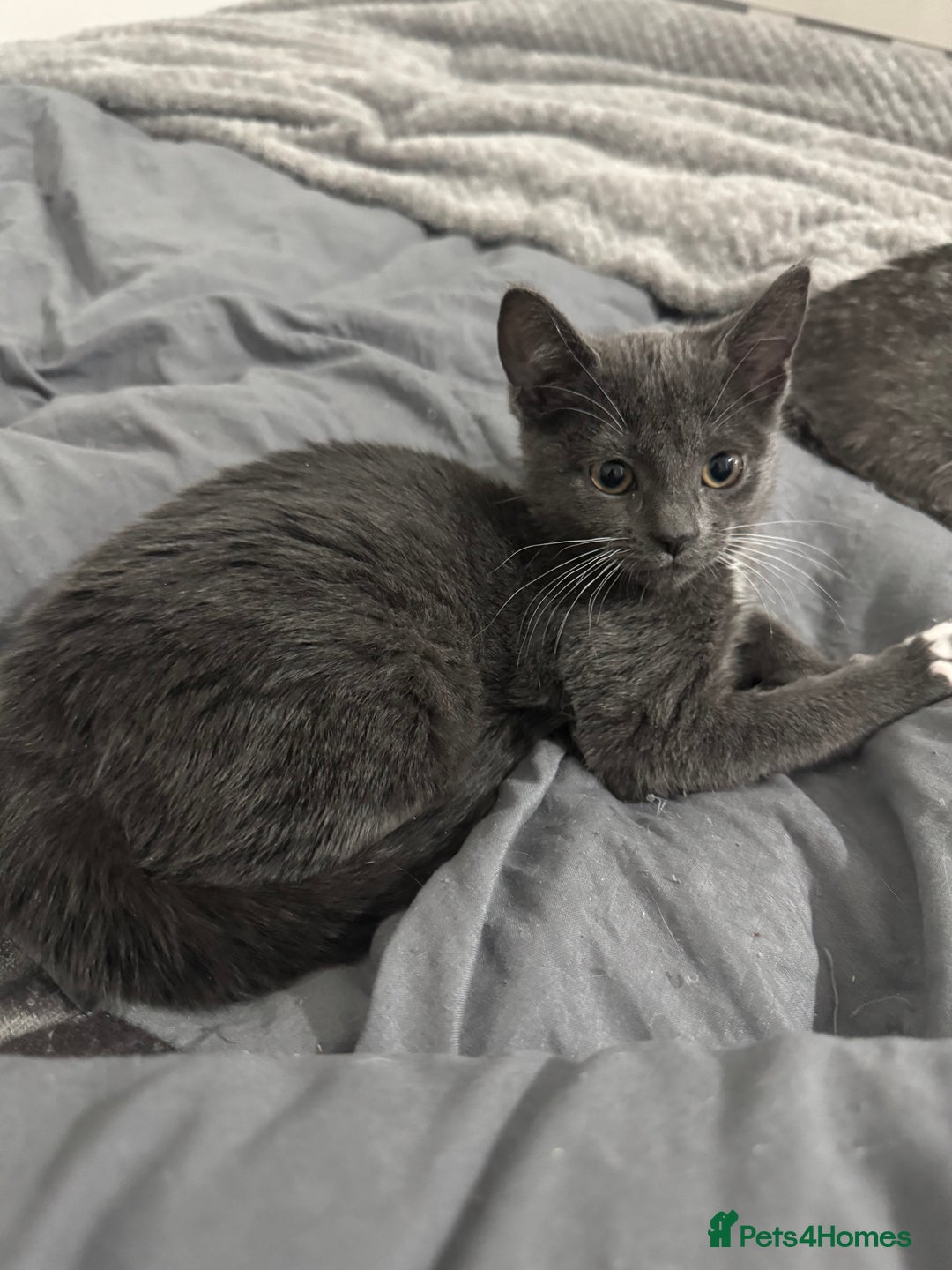 Domestic Shorthair cats for sale: beautiful kittens ready to leave now FEMALE in Luton - Image 12