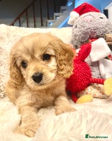 Cavapoo dogs Cavapoo - Advert 3