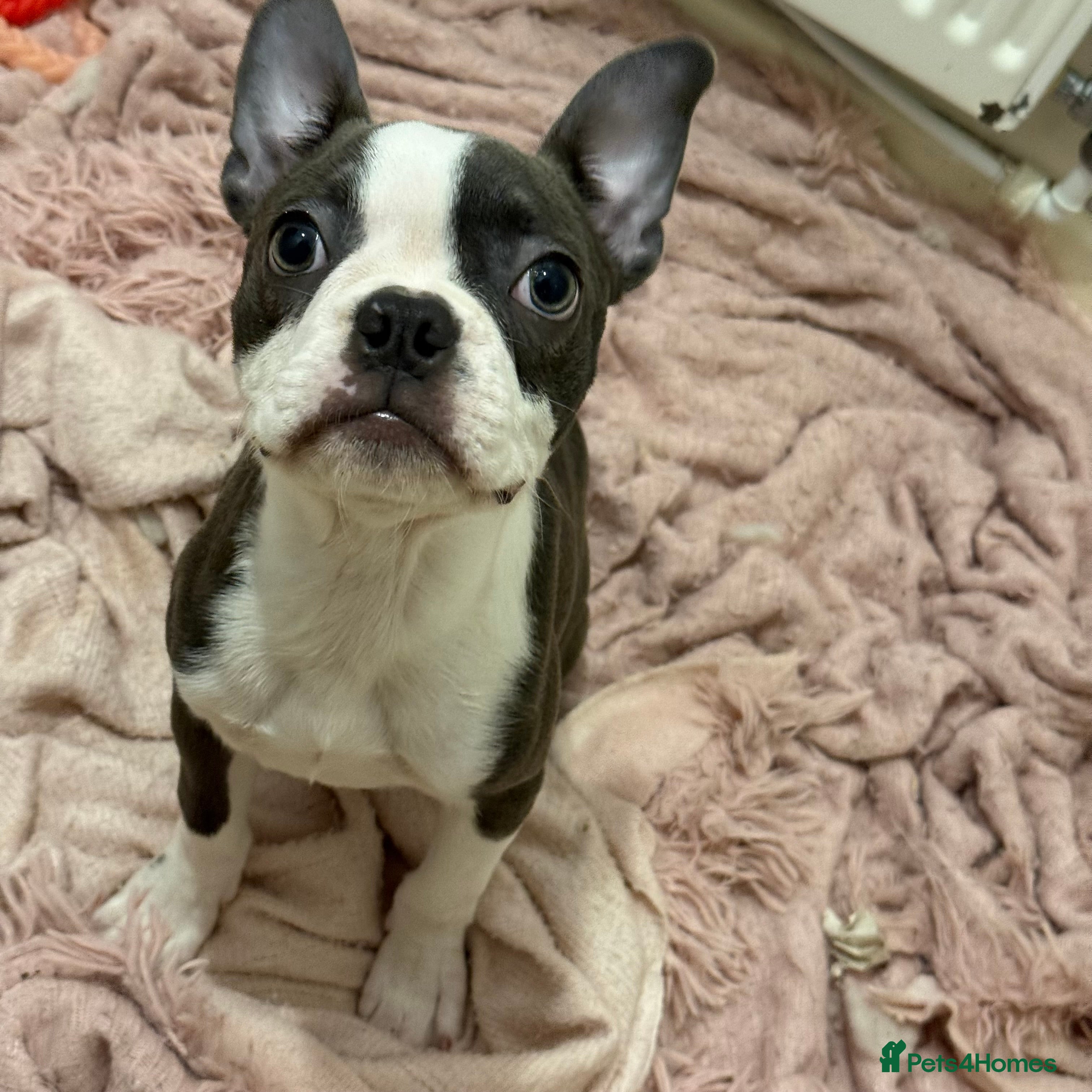 Boston Terrier dogs KC Reg Beautiful blue boston girl  - Advert 2
