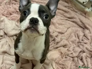 Boston Terrier dogs KC Reg Beautiful blue boston girl - Advert 2