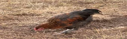 Chickens poultry for sale: Pure Breed Cockerels  - Advert 6