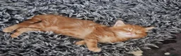 Mixed Breed cats for sale: Adorable ginger kitten - Advert 4