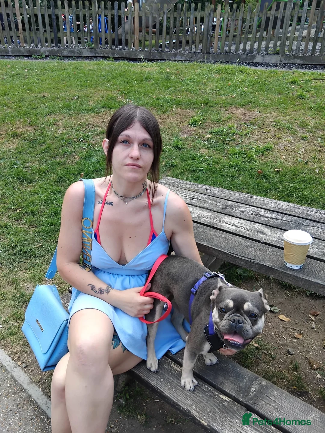 French Bulldog dogs for sale: Lilo for sale - Advert 2