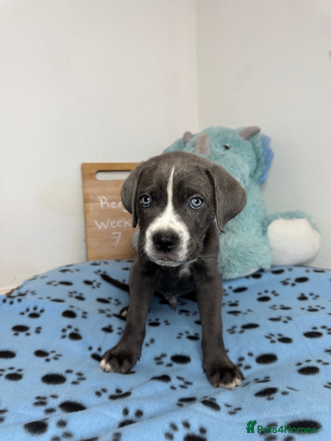 Cane Corso dogs for sale: Cane corso puppies for sale  - Image 5