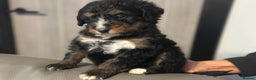Bernedoodle dogs for sale: F1 BERNADOODLE BOYS AND GIRLS - Advert 5